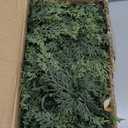 Cedar Christmas Garland with Lights for Mantle - 2 pack Decorations 6 ft Realistic Lighted Faux Pine Garlands for Xmas Home Decoration Indoor Stairs Railing Fireplace Outdoor Prelit Garland Door Decor