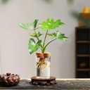 Plant Propagation Stations, Desktop Propagated Plant Jars, Lid Hydroponic Glass Planter for Office and Home Table Decorations