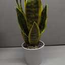 Artificial Snake Plants in White Pot, 15.5'' Sansevieria Potted Plant, Modern Fake Greenery for Desk, Indoor Decoration for Office, Bathroom Home Decor (Green & Yellow -2)