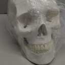 HADWYN 2025 New Human Skull Model, Life Size Medical Anatomy Anatomical Adult Model with Removable Skull Cap and Articulated Mandible, Full Set of Teeth