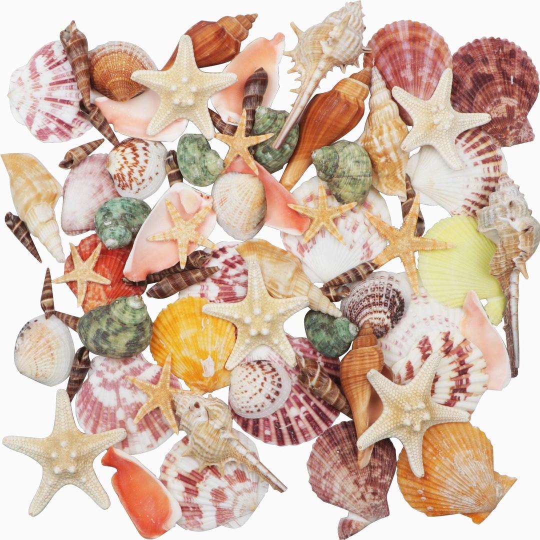 Sea Shells Mixed Beach Seashells 9 Kinds 1.2"-3.5 "Various Sizes Natural Seashells and 2 Kinds of Natural Starfish for Beach Themed Party DIY Crafts Fish tank Vase Fillers Home Wedding Decorations