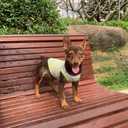 YQYS Dog Shirts Multi-Color Striped Cotton Vest for Small Dogs and Cats Puppy Clothes Teacup Dog Clothing Tank Top for Chihuahua Miniature Pinscher Green Large