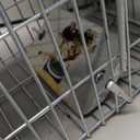 Faicuk Heavy Duty Squirrel Trap Chipmunk Trap Rat Trap and Other Similar-Size Rodents - 16.3 x 6 x 6.7