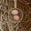 Peanut Picker Chicken Egg Grabber Nut Gatherer Stainless Steel Foldable Pole Separator Potato Picking Tool for Elderly Farmer Poultry Nest Coop