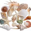 JQAQJU Sea Shells Mixed Beach Seashells 20 Kinds, 1.5"-5.5" Various Sizes Large Ocean Shells Conch 2 Kinds Natural Starfish for Decorating Beach Theme Party Fish Tank Filling Home Decor Wedding