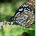 Trademark Art Butterfly in Blue Canvas Art by Lois Bryan, 16 by 24-Inch