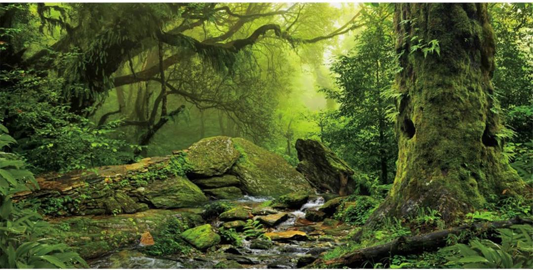 AWERT Tropical Forest Terrarium Background Stream Green Huge Tree Reptile Habitat Background Foggy Rainforest Aquarium Background 36x20 inches Durable Polyester Background