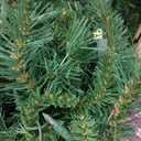 National Tree Company Pre-Lit Artificial Slim Christmas Tree, Green, Tiffany Fir, White Lights, Includes Stand, 7.5 Feet