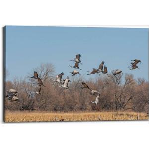 Cranes taking off from a Field Canvas Wall Art Decor Paintings Pictures for Bedroom Wall Decor Above Bed Living Room Wall Decoration Bathroom Office Artwork (30"x20", Mulit9)