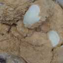 12 Pieces 8 Inch Bear Stuffed Animal Soft Stuffed Bear Plush Toys Bulk Party Favors Animal Decorations for Birthday Baby Shower Party Centerpiece Valentines Favor(Brown)