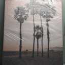 Stupell Industries Stanta Monica Palms Pink Canvas Wall Art design by Natalie Carpentieri, 45 x 30