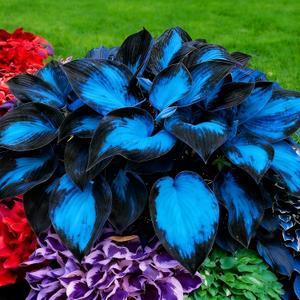 Hosta Seeds for Planting, 300+pcs Rare Perennial Hosta Flower Seeds, Non-GMO Heirloom Long Blooming Plants Shaded Entry Pathway Flowers for Garden Outdoors