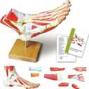 NEW HORIZON Natural Large Foot Anatomical Model 9 Parts with 81 Digital Signs and Corresponding Text Descriptions, including Bones, Muscles, Ligaments, Nerves, and Blood Vessels of The Human Foot