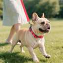 Joytale Reflective Dog Collar, Soft Neoprene Padded, Metal D-Ring, Nylon Pet Collar Adjustable for Small Dogs, Red, S