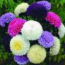 Seeds Aster Pompon Mix / Annual Flowers