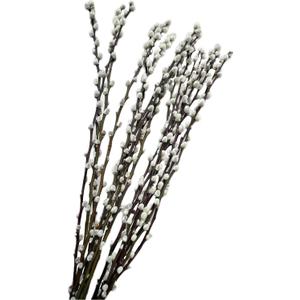 20PCS Real Dried PussyWillow Branches Tall 27 Inches Natural Decorative Branches with White Buds Long Birch Stems for Vase Spring Easter Home Decor