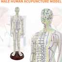 1/3 Life Size Human Acupuncture Model, 21'' Human Acupuncture Point Mannequin with Acupuncture Point Location Instructions Used for Needle Insertion Practice