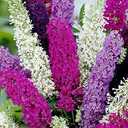 Seeds Butterfly Bush Giant Mix Buddleja Perennial Flowers for Planting 1000 Seeds