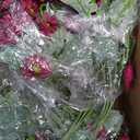 24 Bundles Artificial Daisy Flowers for Outdoor - Fake Mums Faux UV Resistant Daisies Plants Florals for Home Garden Patio Front Porch Outside Decorations - Maroon