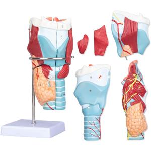 Healthible Human Larynx Model - 2X Anatomically Detachable Throat Model for Hospital Classroom