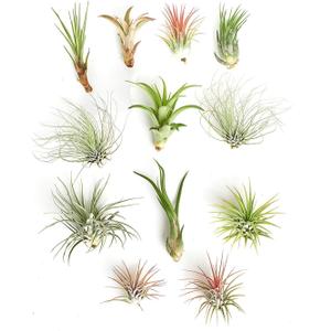 Shop Succulents | Assorted Collection of Tropical Tillandsia Air Plant Kit, Hand Selected Variety Pack | Collection of 12