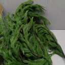 Senjie Christmas Garland Norfolk Pine Garland Real Touch Artificial Greenery Garland for Mantle Fireplace Table Indoor Outdoor Holiday Decortions 6FT 2PCS (6 ft (1 Pack- Young ))