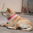 Hyhug Martingale Dog Collar Medium Pink |Escape - Proof Heavy Duty Nylon Durable No Slip, Ideal for Training & Daily Walks
