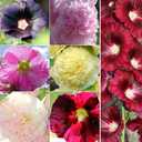 Hollyhock Flower Seeds Mix Giant Mallow Double Hollyhock Perennial 50pcs (EXP 12/01/26)