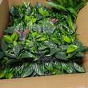 ODTORY Artificial Grass Boxwood Hedges Wall Panels: 40" x 40" (11.5 sqft) UV-Anti Faux Greenery Fake Ivy Leaves Privacy Fence Screen Backdrop for Garden Covering Privacy, Outdoor Indoor Decor