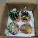 Oairse Mini Artificial Cactus Plants in Terracotta Pots 4 Pcs Potted Faux Succulents in Pots Fake Potted Plants Cactus Decor Small Artificial Plants for Home Decor Indoor Office Desk Tabletop Shelf