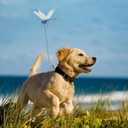 2 x 8PCs Fake Dragonfly Clips Outdoor Simulation Dragonfly Clip Natural Organic Concept Insert Pole Clip Gardening Decoration Insert Plaque Patio Garden Decoration