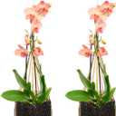 Yookeer 2 Pack Hanging Orchid Planter 4 Inch Thai Bamboo Hanging Orchid Basket with Metal Hook Decorative Bird Nest Style Plant Hangers for Trellis & Gazebo Indoor Outdoor Patio Garden Flower Planter