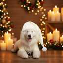 3 Pcs Funny Christmas Dog Pajama Costume Set Classic Literature Miser Theme Include Dog Nightgown Hat and Glasses for Pet Christmas Cosplay Party(Medium)