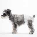 Dog Diapers Female, 30 PCS Disposable Dog Diapers for Different Sized Dogs, Absorbent with Wetness Indicator (M) (Medium)