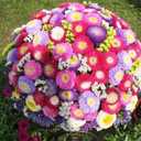 Seeds Aster Pompon Mix / Annual Flowers