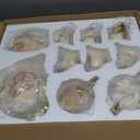 fanquare 15 Pieces British Porcelain Tea Set, Floral Vintage China Coffee Set, Wedding Tea Service for Adult, Big Tea Cup