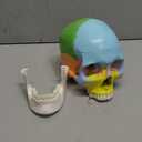 Painted Human Skull Model, Life Size Replica Medical Anatomy Adult Model with Removable Skull Cap and Articulated Mandible, Full Set of Teeth, 3-Part Didactic Skull Anatomical Model