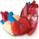 Learning Resources Cross-Section Human Heart Model - Practice Anatomy, Cardiology Artery and Veins Study Tools, Classroom Must Haves, STEM Student Essentials, Back to School Supplies for Teachers