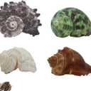WishLotus 4Pcs Hermit Crab Shells, Natural Hermit Crab Shells Medium to Large, 0.6-1.4inch Opening Hermit Crab Decor for Beach Supplies Conch Habitat (4)