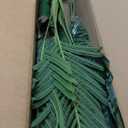 Erimda 6.2FT Artificial Phoenix Palm Tree Artificial Plants Indoor Outdoor Large Faux Coconut Silk Palm Tree Tropical Fake Tree Faux Sago Palm Plant for Modern Farmhouse Yard Outside Patio Poolside