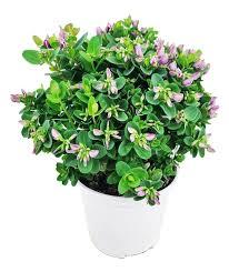 Artificial 9" Boxwood Plant Green 