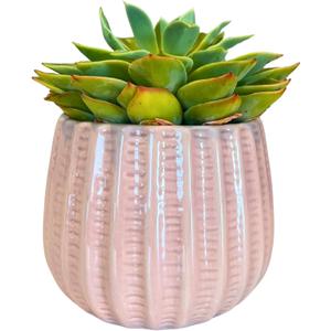 Admired by Nature 4" Ceramic Flower Planter Pot Decorative Planter for Indoor Plant Succulent Home Dcor, Lightweight, Light Pink