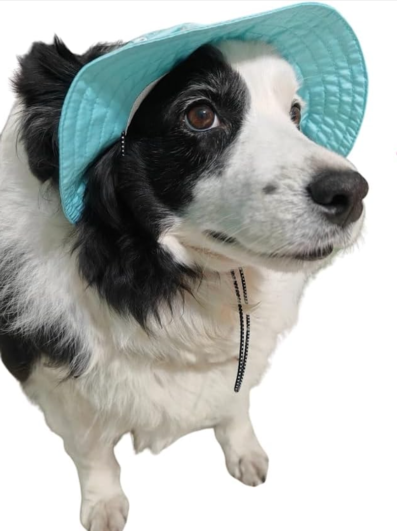 Dog Hat with Ear Hole for Large Dog Sunscreen Summer Bucket Hat Cat Suncare Cooling Outdoor Hat Sun Protection Pet Caps (Blue, X-Large)