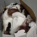 Cow Print Heating Throw Blankets Luxurious Western Soft Bubble Faux Rabbit Fur 8 Heat Settings Overheat Protection Quick Heating Electric Heated Blanket 50"x60"(Brown) (Black, Brown and White)