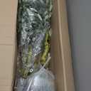 6FT Realistic Artificial Olive Tree with Fruits & Leaves-Premium Faux Tree for Modern Home, Living Room, Office Decor, Luxury Indoor Plants for Leather Sofa & Wood Furniture