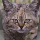 Trademark Fine Art Pretty Kitty by Patty Tuggle Canvas Wall Art, 18 by 24-Inch