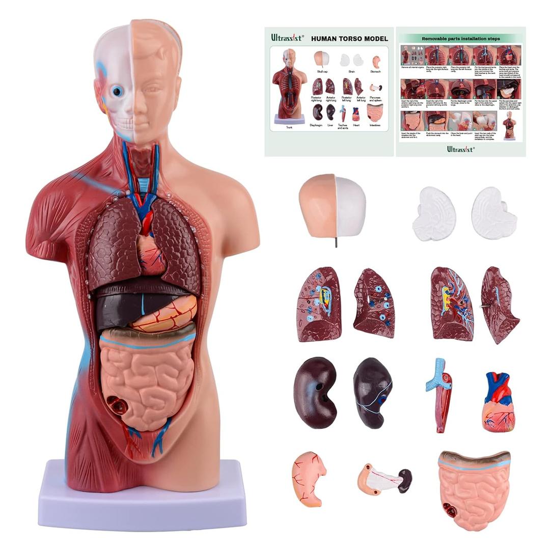 Human Torso Anatomy Model with Digital Manual, 15 Pcs Removable 10.6in Human Body Model for Kids, Human Torso Anatomy Model with Base for Science Education