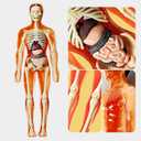 Human Body Model for Kids Anatomy Plastic DIY Skeleton Toy 3D Anatomy Kit Educational Science Kit