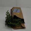 8Pcs 24 Inch Real Touch Norfolk Pine Stems, Artificial Green Plants Branches, Faux Greenery Pine Stem Fake Cedar Picks for Vase, Christmas Pine Branches for DIY Crafts Home Indoor Decor