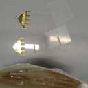 12 Pack Ramadan Date Holders Acrylic Glass Bismillah Islamic Calligraphy Date Stands Home Table Centrepiece Decorations for Eid Ul Fitr Fasting Ramazan Adha Gifts Party Favors(Dome,Gold)